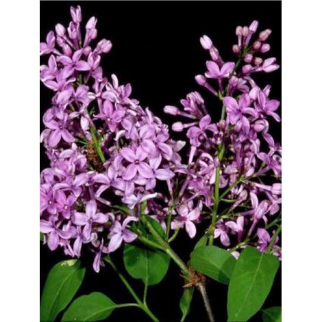 Lilas 'Saugeana' Pot de 2L/3L (1/5)
