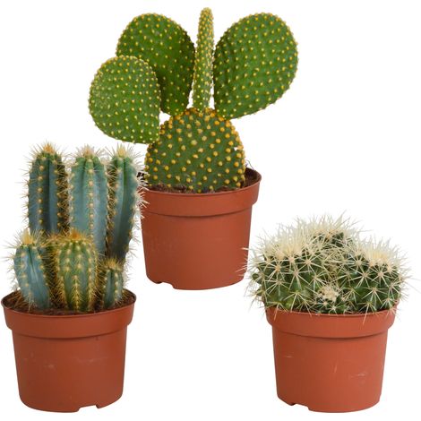 Lot de 3 Cactus Naturels Variés pour Décoration Intérieure Pot Ø 10,5 cm Hauteur 12 cm - PANGIVO (1/5)