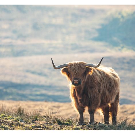 papier peint panoramique Vache Highland multicolore  - Sanders & Sanders (1/5)