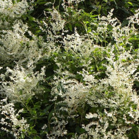 Renouée aubertii – Plante grimpante vigoureuse avec fleurs blanches teintées de rose – Idéale pour cacher murs et clôtures