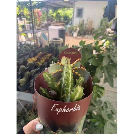 Euphorbia lactea vaso 14 cm – Pianta succulenta