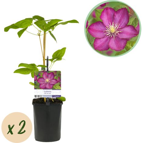 Lot de 2 Clématites Ville de Lyon, Plante Grimpante à Fleurs Rose Vif, Pot 11 cm, Hauteur 40 cm - PANGIVO (1/5)