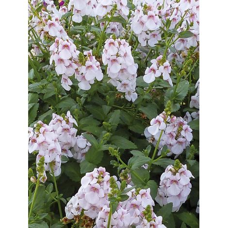 Diascia 'Sundascia Up Blush Pink' Mini-motte Ø 1,5/2,5 cm (par 5)