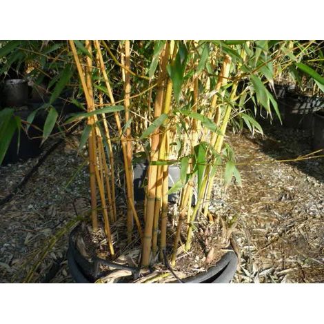 Gardenaria Bambù Giallo - Phyllostachys aureosulcata 'Aureocaulis' - Bambù ornamentale da esterno - Altezza: 100/125 cm (vaso19)