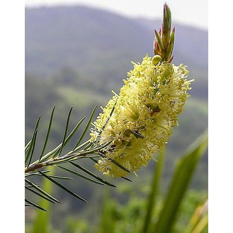 Rince-bouteilles 'Widicom Gem' Pot de 4L/5L (1/3)
