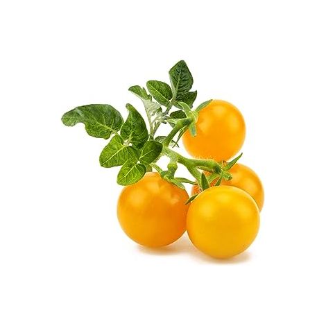 CLICK & GROW SGR57X3 3 PIÈCE(S) TOMATE CERISE KIT DE DÉMARRAGE CLICK AND GROW (1/5)