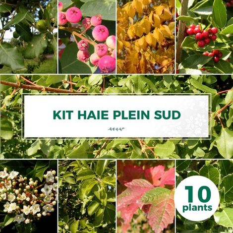 Pépinières Naudet – Lot de 10 arbustes pour haie – Cerisier, Amélanchier, Frêne, Érable, Figuier, Chêne vert, Laurier – Rusticité jusqu'à -15°C (1/2)