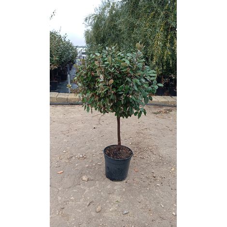 ELEAGNUS EBBINGEI COMPACTA TIGE 30 QUART DE TIGE
