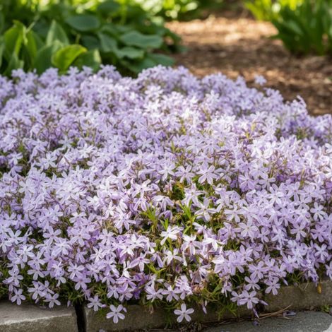 Phlox nain G.F. Wilson, Phlox mousse/Lot de 3 godets (1/4)