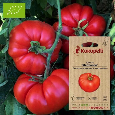 Tomate Marmande