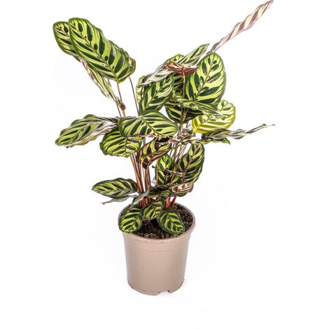 Calathea Makoyana Plante Paon d'Intérieur Décorative Pot Ø17 cm Hauteur 40-50 cm - PANGIVO (1/5)