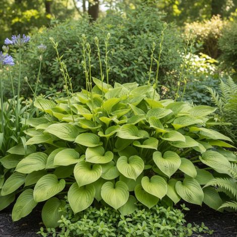 Hosta plantaginea/Godet - 5/20 cm (1/5)