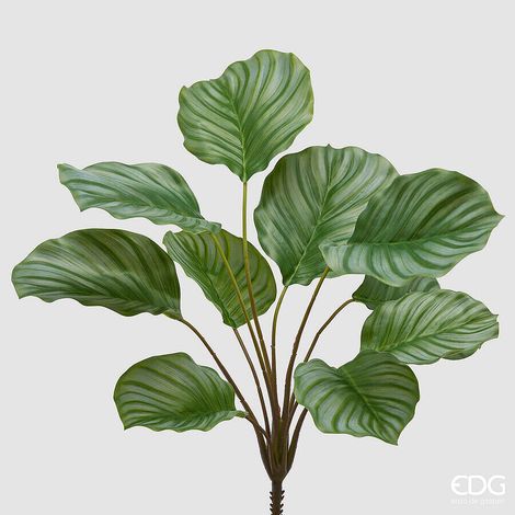 EDG Enzo De Gasperi Calathea Cespuglio x10 H 50 Cm Pianta Artificiale Verde