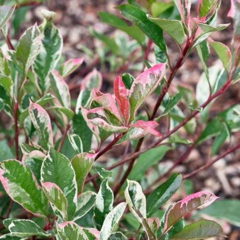 Photinia Pink Marble - Photinia xfraseri Pink Marble en Pot 30L 150/175cm