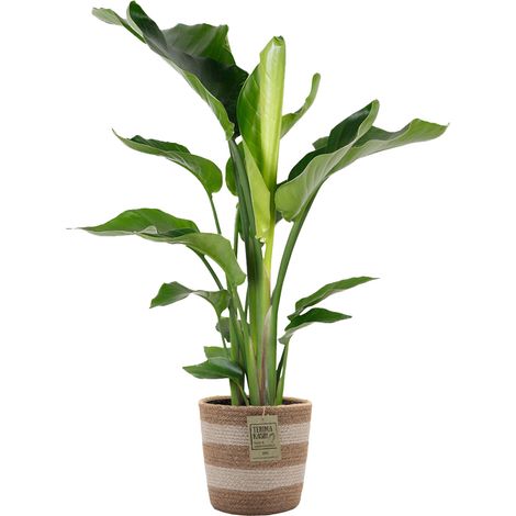 Bloomique - Strelitzia Nicolai - Oiseau de paradis - Plante d’intérieur - Dépolluante - Facile à entretenir - 80-100 cm de haut - Panier en jute 21 cm (1/5)