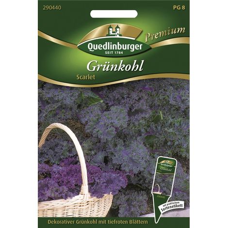 Quedlinburger Saatgut – Chou frisé Scarlet – Graines de légumes, feuilles rouge foncé décoratives, hauteur env. 80 cm (1/2)