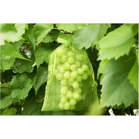 100 sacs de protection pour grappes de raisin, dimensions : 30 x 20 cm, couleur : g (1/5)