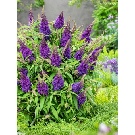 Arbre aux papillons 'Butterfly Candy Little Purple' Godet de 8/9 cm (1/2)