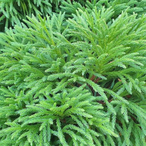 Cèdre du Japon Dinger – Conifère nain compact – Hauteur 1m – Feuillage dense vert foncé – Rustique jusqu'à -15°C