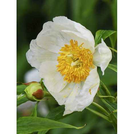 Pivoine de l'Himalaya 'Late Windflower' Pot de 3L/4L