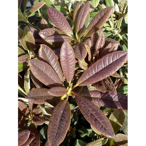 Rhododendron 'Elizabeth Red Foliage' Pot de 2L/3L (1/5)
