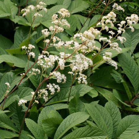 4 x Rodgersia à feuilles de sureau - godet 9x9 cm
