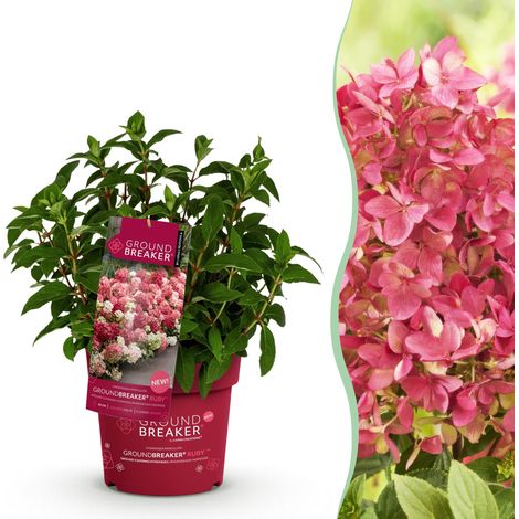 Hortensia Paniculé Groundbreaker Ruby Arbuste à Fleurs Rouge Rubis Rustique 1 Plante Pot 14 cm - PANGIVO (1/5)