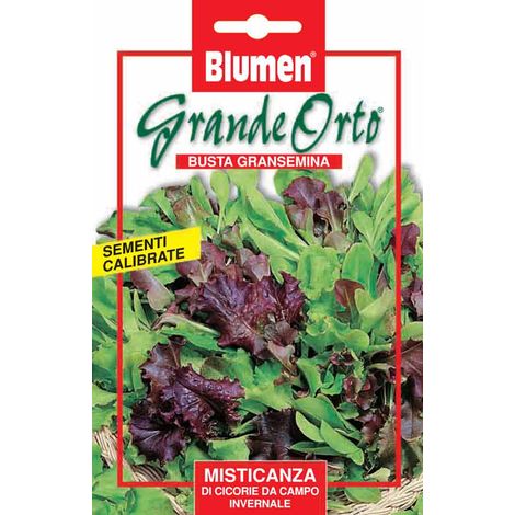 SEMI MISTICANZA DI CICORIE DA CAMPO INVERNALE BLUMEN