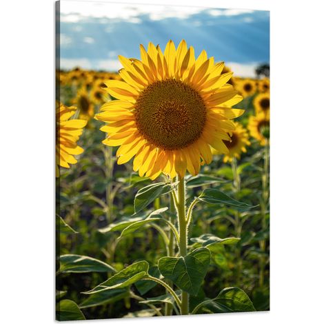 Stampa su tela "Campo di girasoli" 60x90