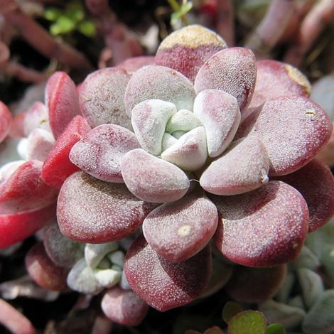 Orpin spathulifolium 'Purpureum'/Pot de 2,5 L