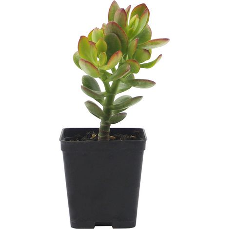 Crassula ovata cv. Minor - albero di Giada nano - vaso quadro 7x7x8 cm (1/2)