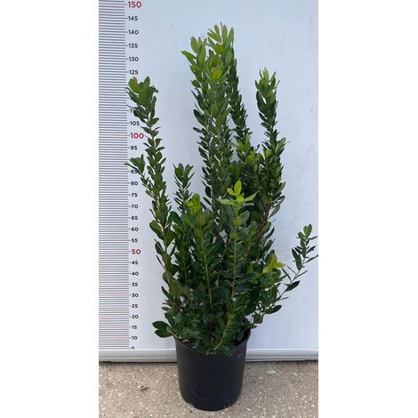 PIANTA DI CORBEZZOLO CESPUGLIO ARBUTUS UNEDO VASO 30 ALT 100/120 cm (foto reale)