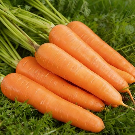 Sachet de 400 graines de carottes, variété de jardin, légumes (1/5)