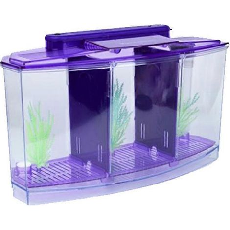 Mini aquarium d'élevage avec éclairage LED, boîte d'isolement à trois compartiments en acrylique pour petits poissons, violet (1/5)