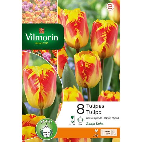 Vilmorin Tulipe Banja Luka (x8) (1/3)