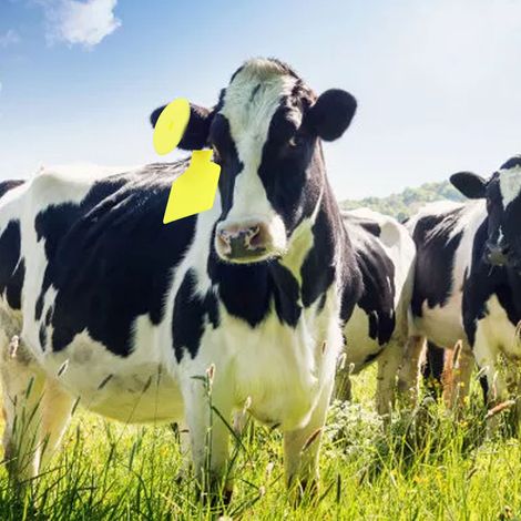100 jeux/vendeur d'étiquettes auriculaires ordinaires pour vaches, étiquettes auriculaires vétérinaires pour vaches, grandes étiquettes jaunes (1/5)