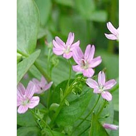 Montia sibirica - Claytone de Sibérie Godet de 8/9 cm (1/3)