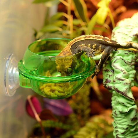 Gamelle à ventouse transparente et résistante en plastique pour reptiles (lézard, caméléon, gecko). (1/5)