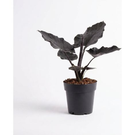 Bloomique - Alocasia Antoro - Oreille d'éléphant - Plante à feuillage - Plante d'intérieur - Feuilles presque noires en forme de flèche - Dépolluante - Hauteur 20-30 cm - Pot 14 cm (1/5)