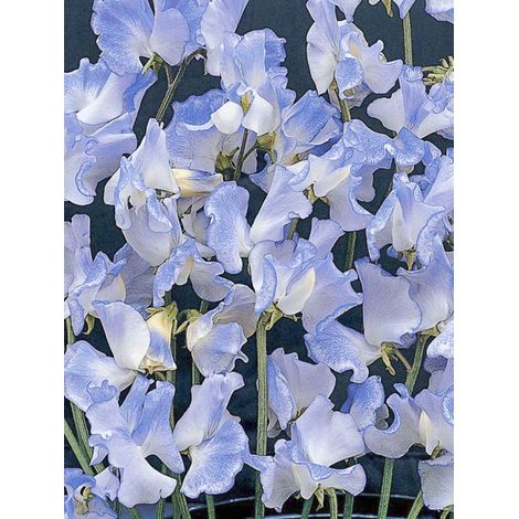 Pois de senteur 'Blue Ripple TM' le sachet de 20 graines (2g) (1/2)