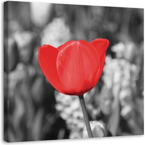 Quadro su tela, Moderno fiore di tulipano rosso su prato - 40x40 (1/5)