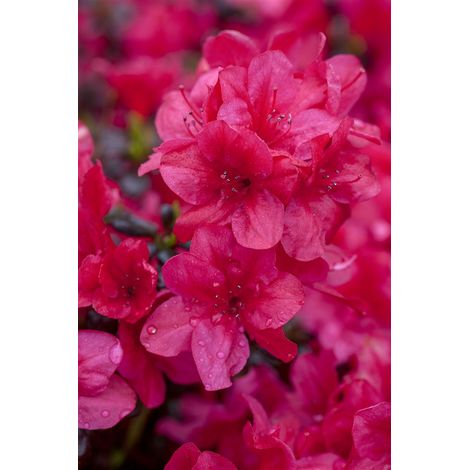 Japanische Azalee 'Diamant Rot'® Rhododendron obt.'Diamant Rot' -R- C 2 15- 20 (1/3)