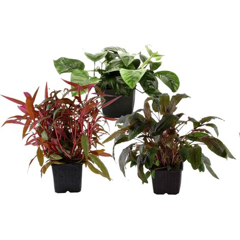 Mutterpflanzen Set mit 3 Tropica XL Topf Pflanzen Aquariumpflanzenset Nr.122