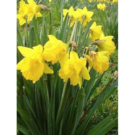 Narcisse obvalaris pseudonarcissus Bulbe calibre 10/12 (par 10) (1/2)