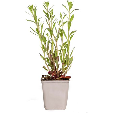 Bloomique - Gaura Lindheimeri – Gaura – Plantes de jardin – Rustique – Sans danger pour les animaux – Hauteur 10-20 cm – Pot 9x9 cm
