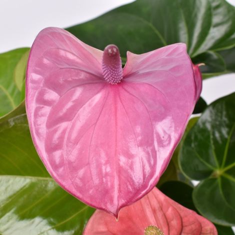 Gardenaria Anthurium andreanum 'Cavalli' - Pianta da interno ornamentale - Altezza: 50 cm (vaso 14) (1/5)