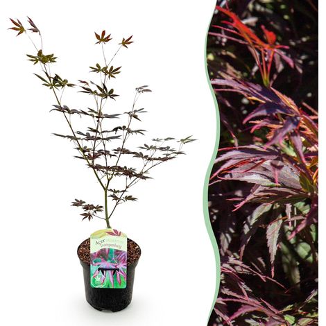 Érable du Japon Acer palmatum Trompenburg - Plante de Jardin Violet Foncé - Pot 19 cm - 70 cm - PANGIVO (1/5)