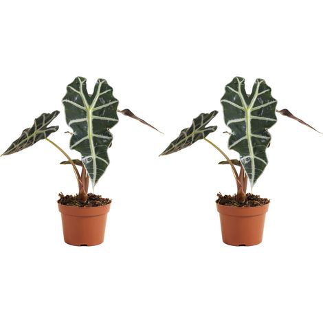 Bloomique - Lot de 2 - Alocasia Polly - Plante squelette - Plante d'intérieur - Purificateur d'air - Hauteur 30-40 cm - Pot de 12 cm