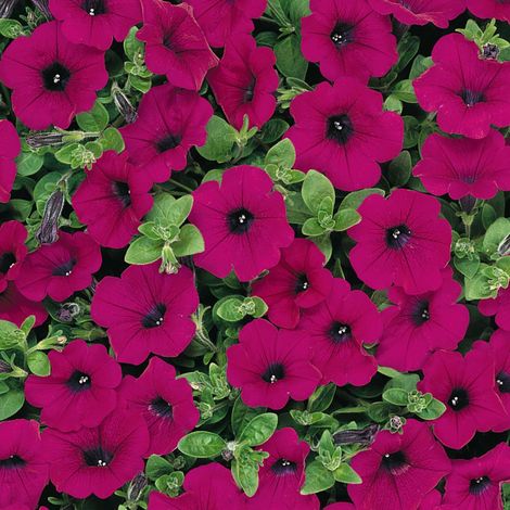 Petunia Pendula in Vaso da 14cm