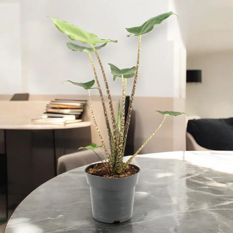 Gardenaria Alocasia zebrina 'Siberian Tiger' - Pianta da interno ornamentale - Altezza: 55 cm (vaso 17)